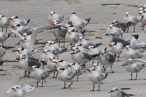 iNaturalist image