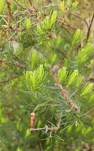 Erica plukenetii, 2026-10-23