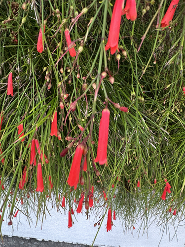 Russelia equisetiformis observed 2026-10-23