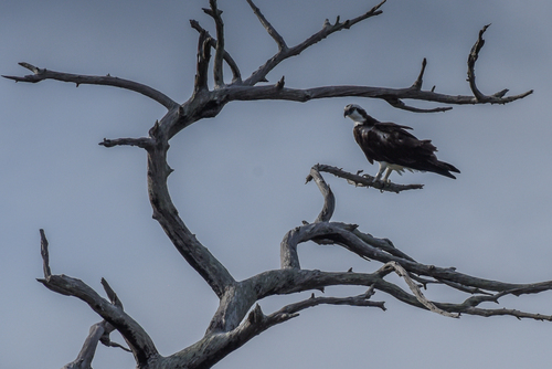 iNaturalist image