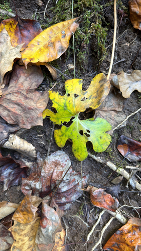 bloodroot photograph by the iNaturalist community