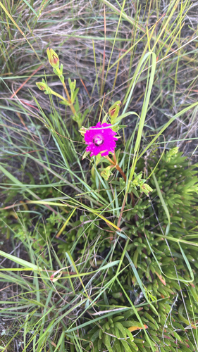 Lampranthus spectabilis observed 2026-10-23