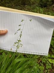 Anthoxanthum occidentale