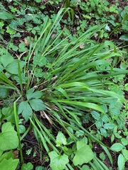 Anthoxanthum occidentale