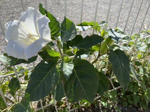 Datura metel observed 2026-10-23