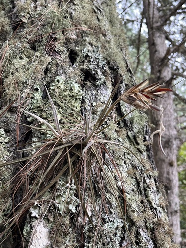 Tillandsia schiedeana observed 2026-10-23