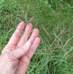Bothriochloa bladhii
