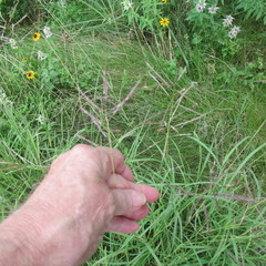 Bothriochloa bladhii