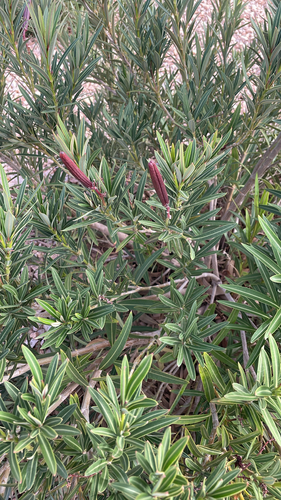 oleander photograph by the iNaturalist community