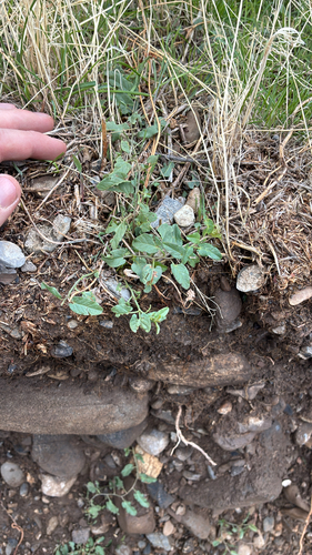 field bindweed photograph by the iNaturalist community
