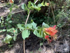 Lonicera arizonica