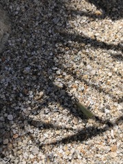 Pagaronia tredecimpunctata