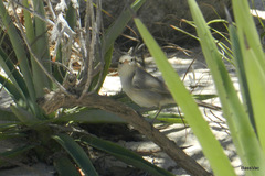 Thamnornis chloropetoides