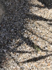 Pagaronia tredecimpunctata