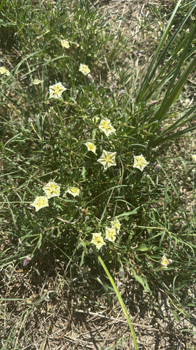 Edwards plateau five-eyes
