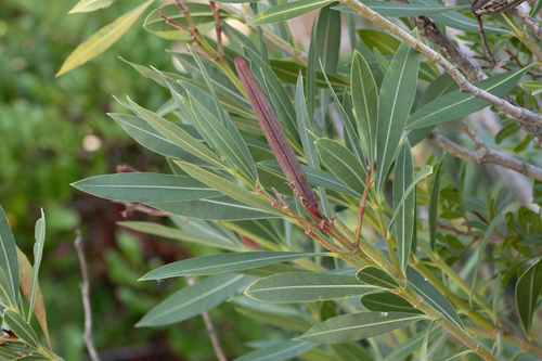 oleander photograph by the iNaturalist community