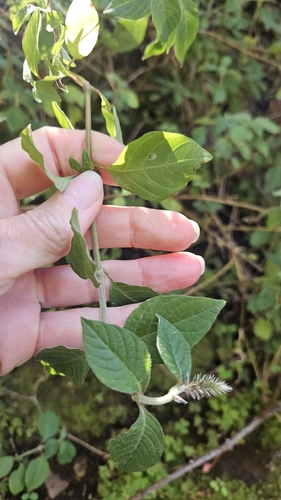 Achyranthes aspera observed 2026-10-23