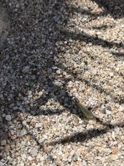 Pagaronia tredecimpunctata