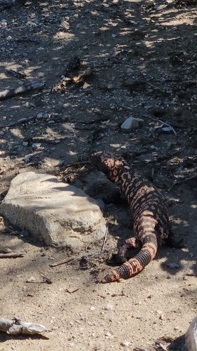 Heloderma suspectum, 2026-10-23