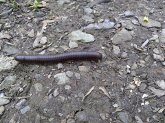 Narceus americanus