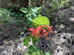 Lonicera arizonica