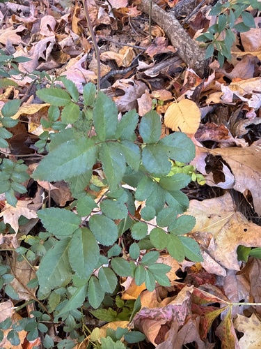 multiflora rose photograph by the iNaturalist community