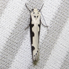 Ethmia bipunctella