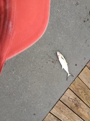 Scomberomorus maculatus