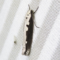 Ethmia bipunctella