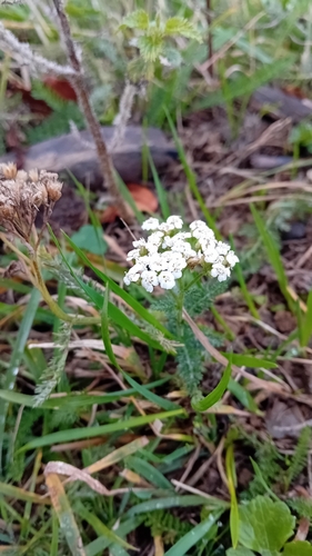 common yarrow photograph by the iNaturalist community
