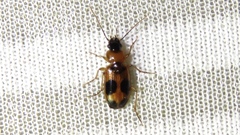 Badister neopulchellus