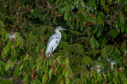 iNaturalist image