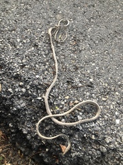 Oxybelis potosiensis