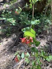 Lonicera arizonica
