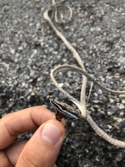 Oxybelis potosiensis