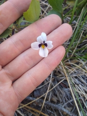 Viola cuneata