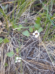 Viola cuneata