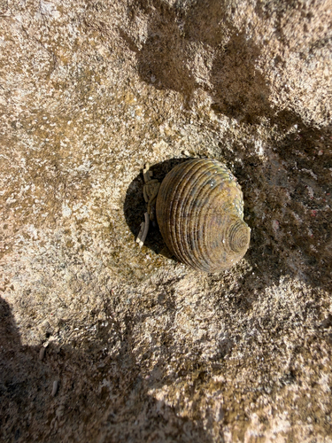 Nerita peloronta observed 2026-10-23