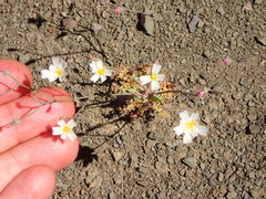 Malacothrix floccifera