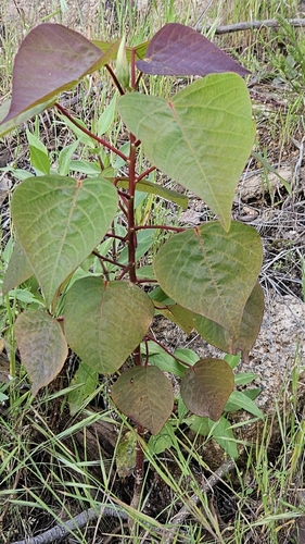 Homalanthus populifolius observed 2026-10-23