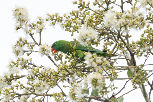 Trichoglossus chlorolepidotus, 2026-10-23