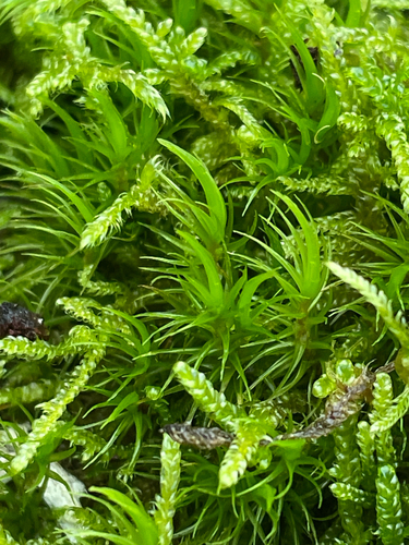 Dicranum scoparium observed 2026-10-23