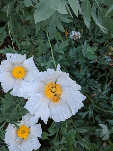 iNaturalist observation photo of Coulter's matilija poppy