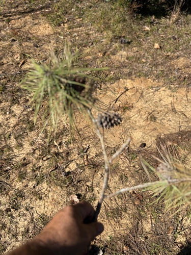 Pinus echinata, 2026-10-23