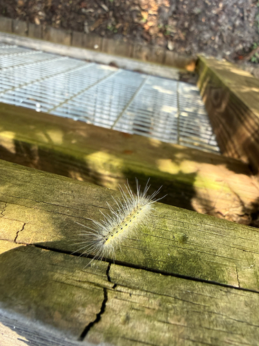 Fall Webworm Moth photograph by the iNaturalist community