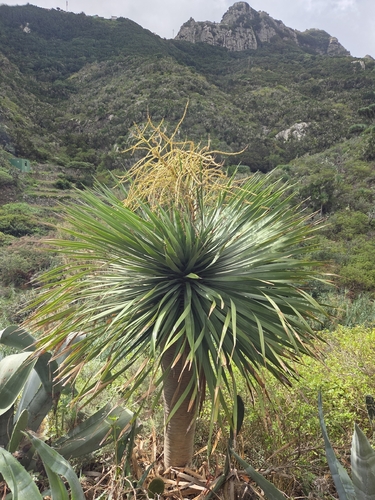 Dracaena draco observed 2026-10-23