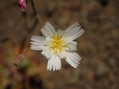 Malacothrix floccifera