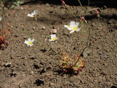 Malacothrix floccifera