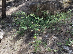 Lonicera arizonica