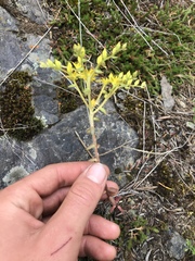 Sedum leibergii